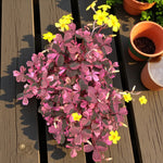 Oxalis Spiralis Crazy Pink  4