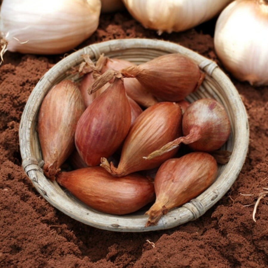 Shallot Sets  4
