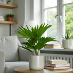 Footstool Palm  1