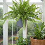 Boston Fern Green Lady Hanging Pot  1