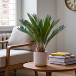 Sago Palm  1