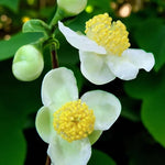 Matcha Tea Plant Camellia Sinensis Tea Breeze  3