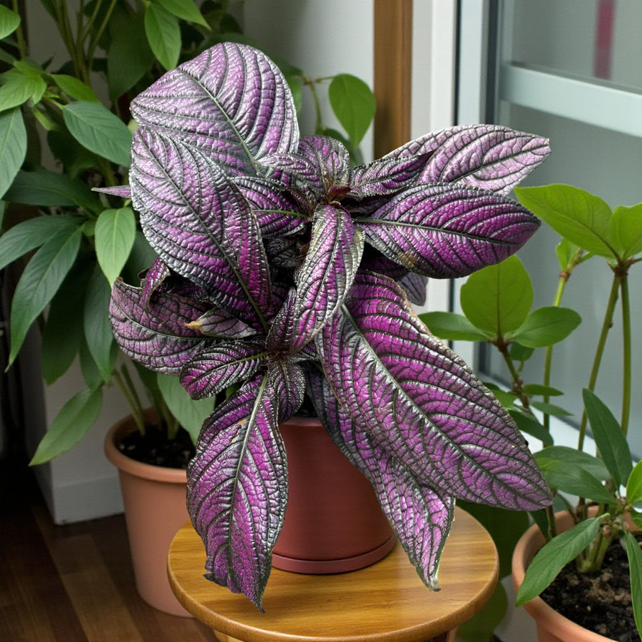 Strobilanthes Dyeriana - Persian Shield  1