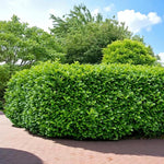 Cherry Laurel Novita  1