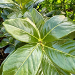 Cherry Laurel Novita  4