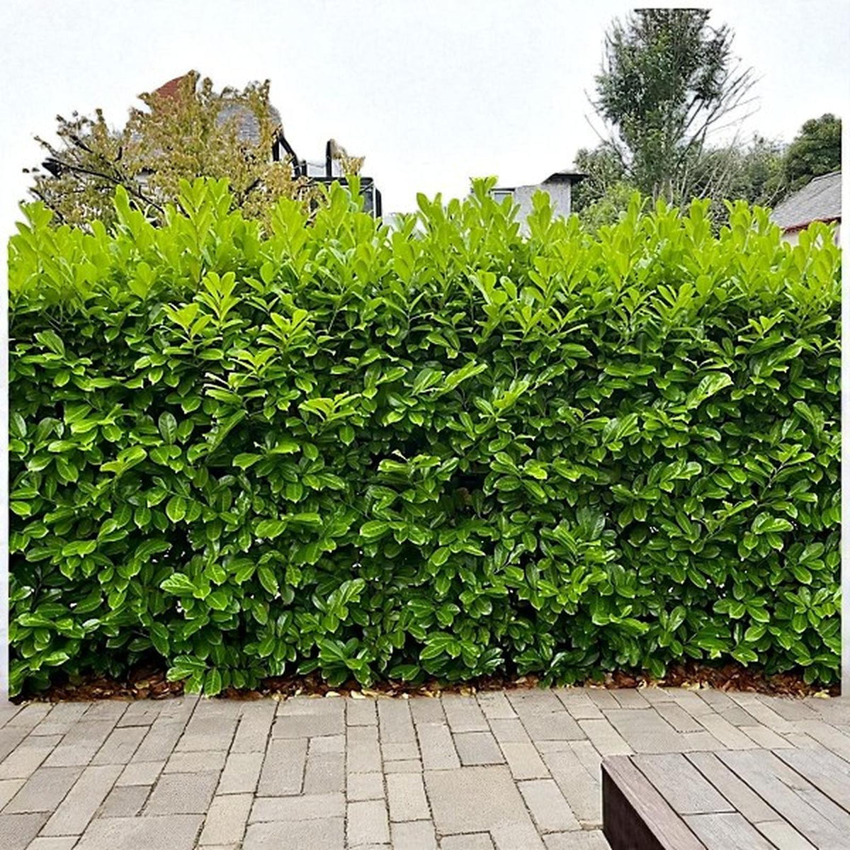 Cherry Laurel Novita  3