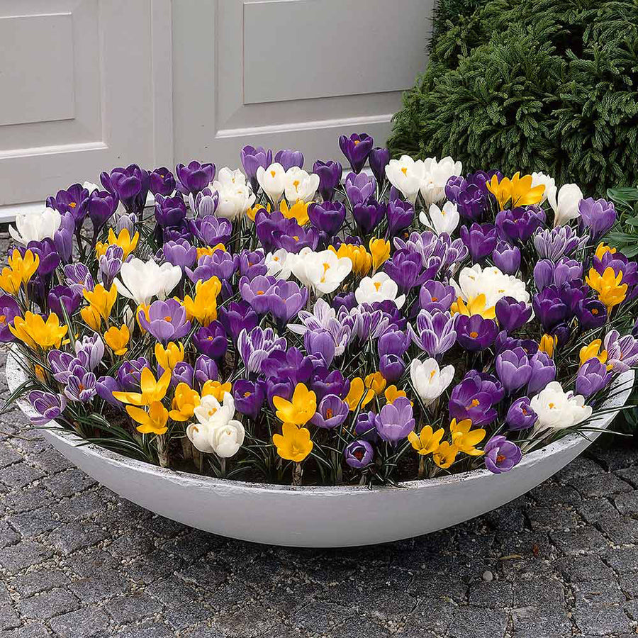 3 x Pots of Crocus Bulbs 1002112_2 2