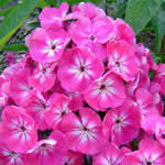 Phlox Panticulata  2