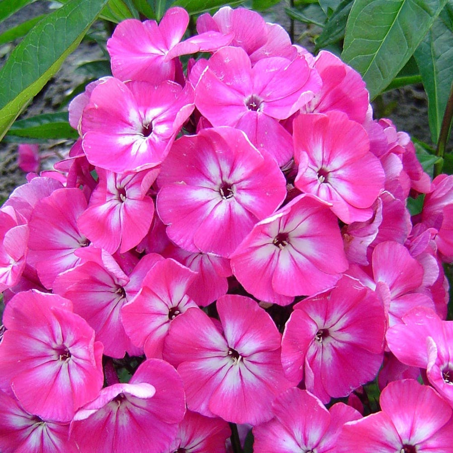 Phlox Panticulata  2