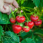 Strawberry Plants  6