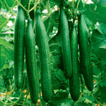 Cucumber Plant  1