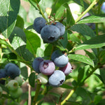 Blueberry Plant - Patriot  2
