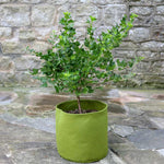 Foldable Pots  2
