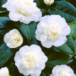 Camellia Japonica Plant  1
