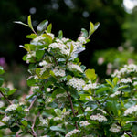 Black Chokeberry Viking  2