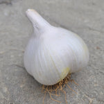 Elephant Garlic Bulbs  2