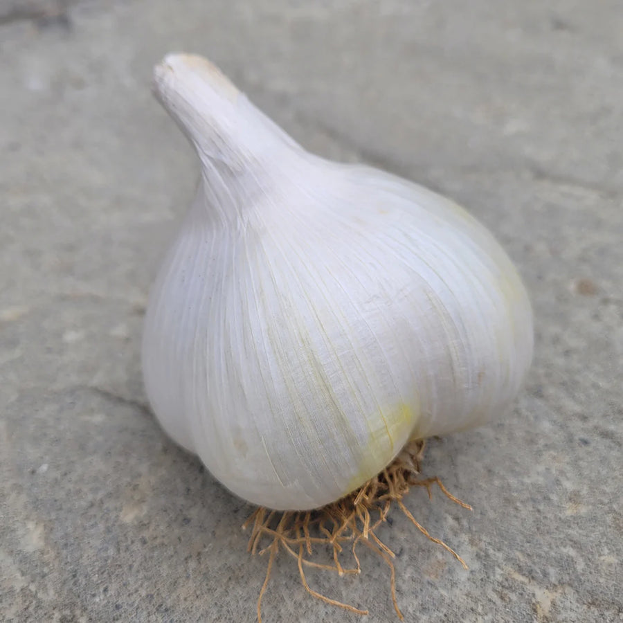 Elephant Garlic Bulbs  2