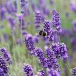 English Lavender Plant - Lavandula Angustifolia  2