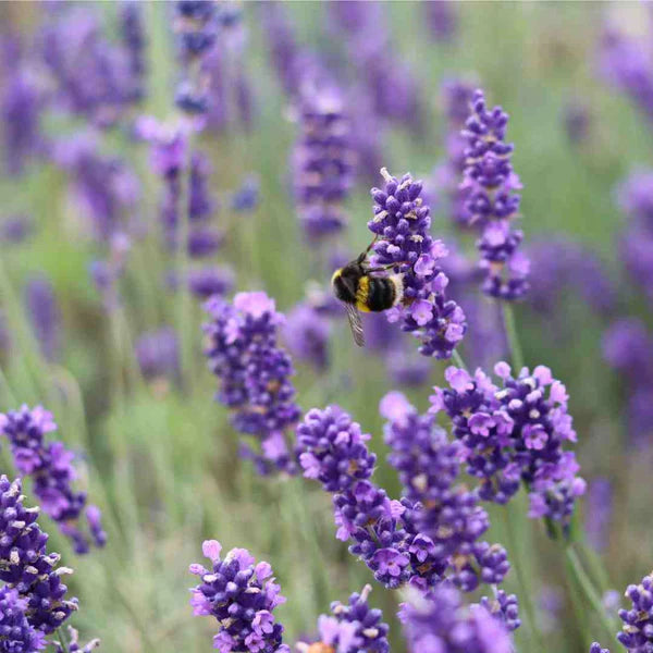 English Lavender Plant - Lavandula Angustifolia  2