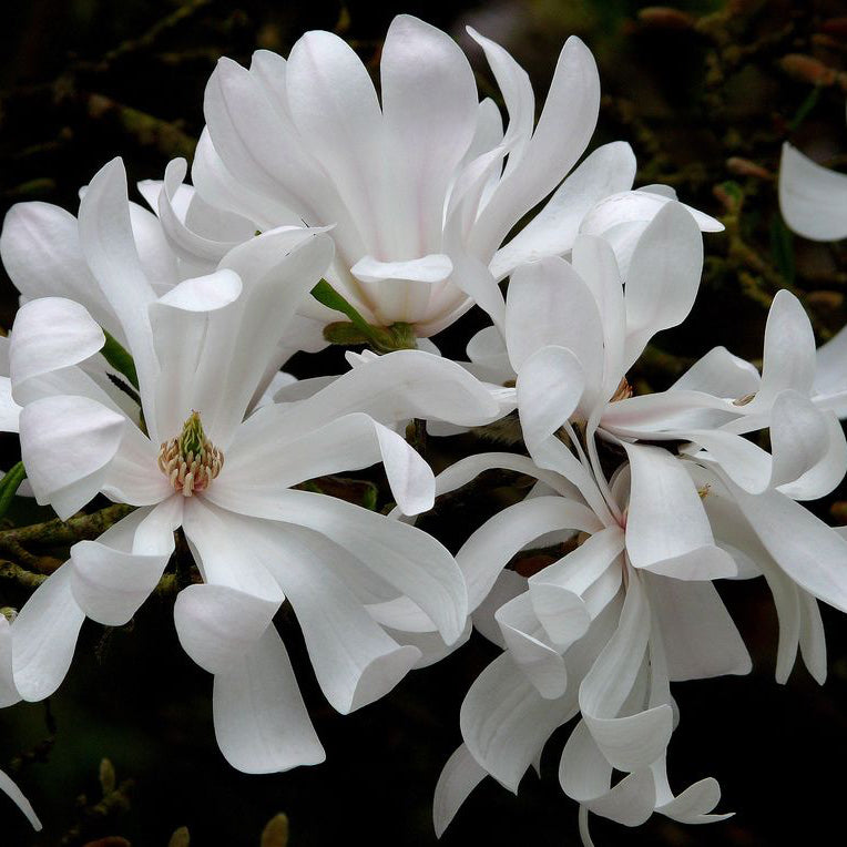 Magnolia Stellata Water Lily White Star 11b57535499d959b2a3568fe091c5b4e 1