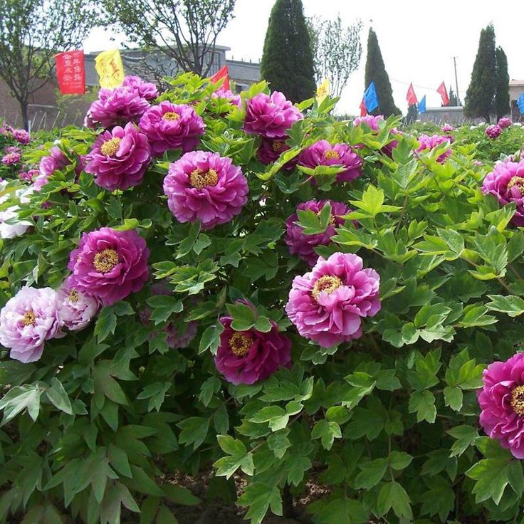 Tree Peony - Lavender Tree Peony - Lavender image2 2