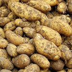 11 x Maris Piper Planting Seed Potatoe Tubers  3