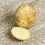 Seed Potatoes  13