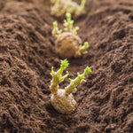 11 x Maris Piper Planting Seed Potatoe Tubers  2
