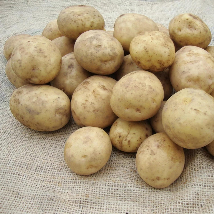11 x Maris Piper Planting Seed Potatoe Tubers  4