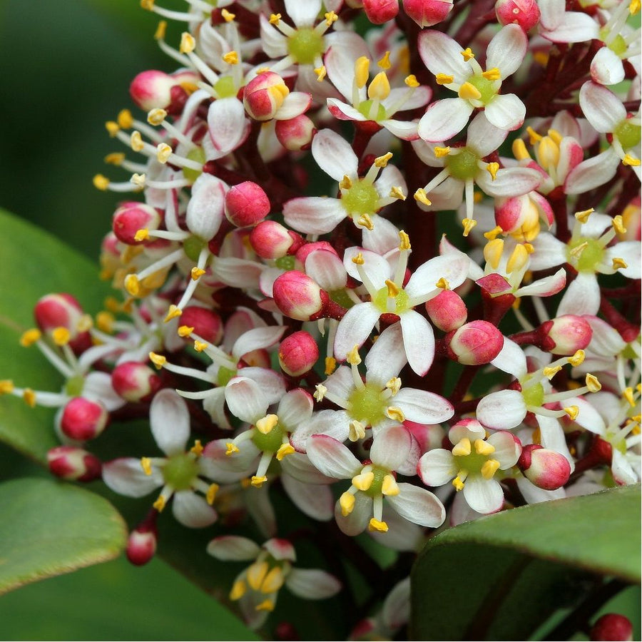 Mixed Skimmia Japonica 12338-skimmia-du-japon-rubella-2 6