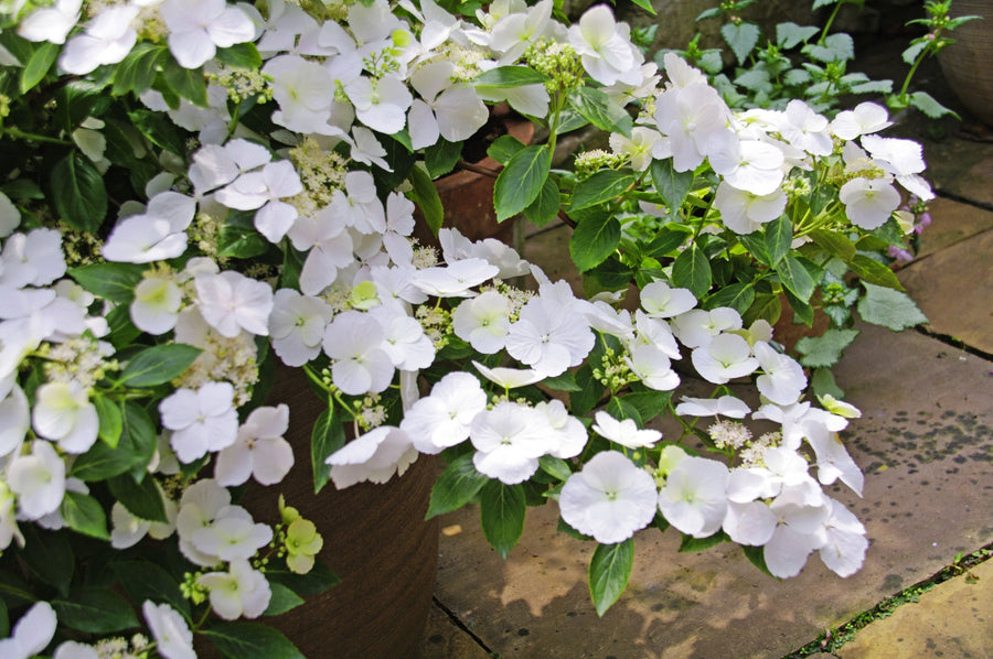 White Hydrangea Runaway Bride - Vertical Garland Hydrangea 1255f75287f9f5ag942aabde42b77835 1