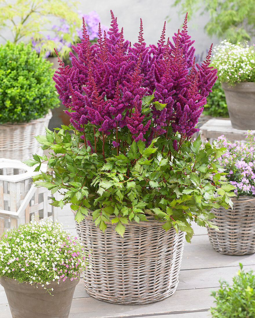 Visions in Red Astilbe Astilbe Plants in 1L Pots - (Visions in Red) image3 4