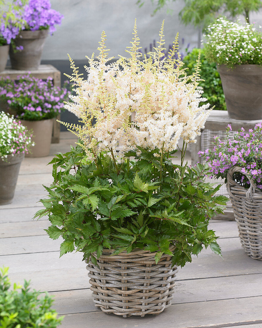 Visions in White Astilbe Plant in 1L Pots Astilbe chinensis 'Visions in White' 3
