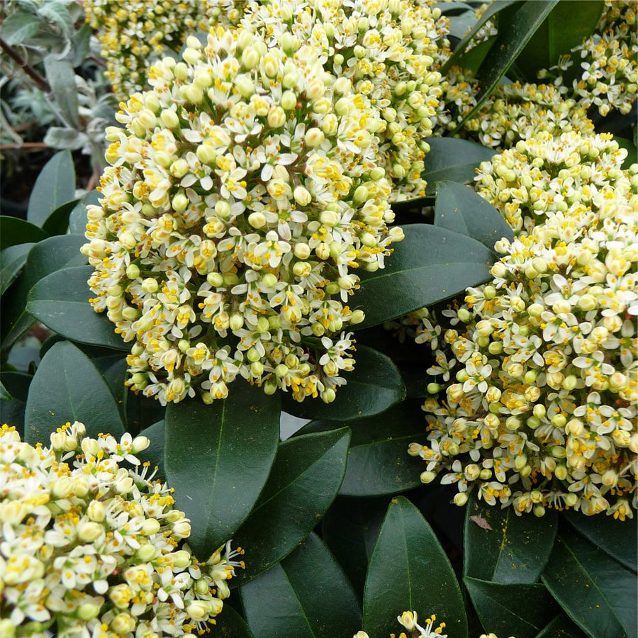 Mixed Skimmia Japonica 1299849042-97318900 3