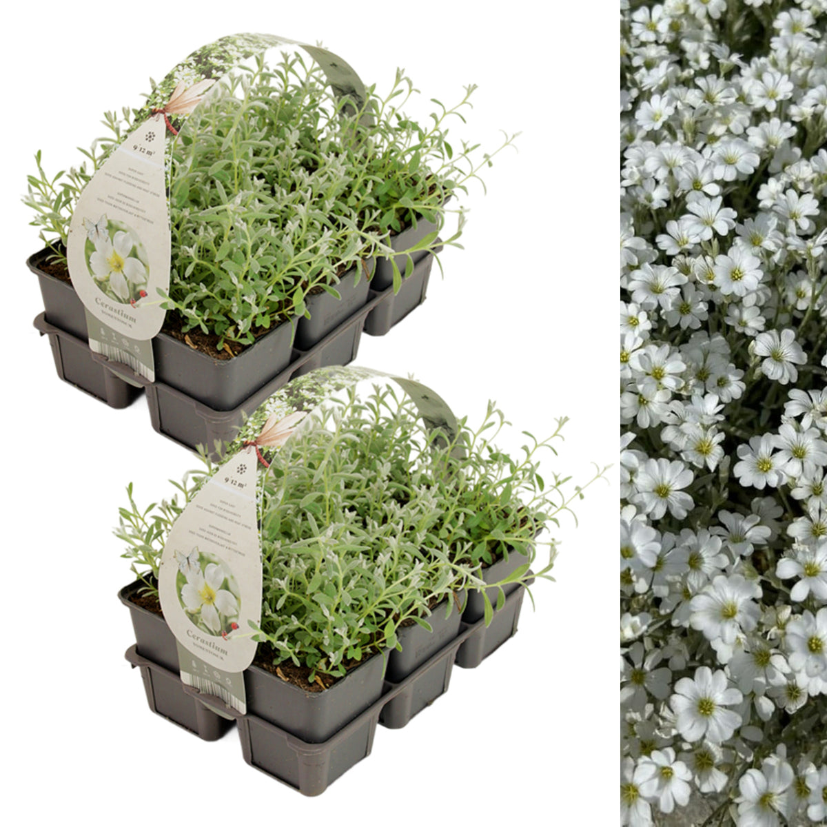 Snow in Summer in 9cm Pot Two six-pack trays of Snow in Summer (Cerastium tomentosum) plants, featuring soft green-grey leaves, shown with an image of abundant white flowers in bloom. 9