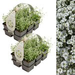 Snow in Summer in 9cm Pot Two six-pack trays of Snow in Summer (Cerastium tomentosum) plants, featuring soft green-grey leaves, shown with an image of abundant white flowers in bloom. 9