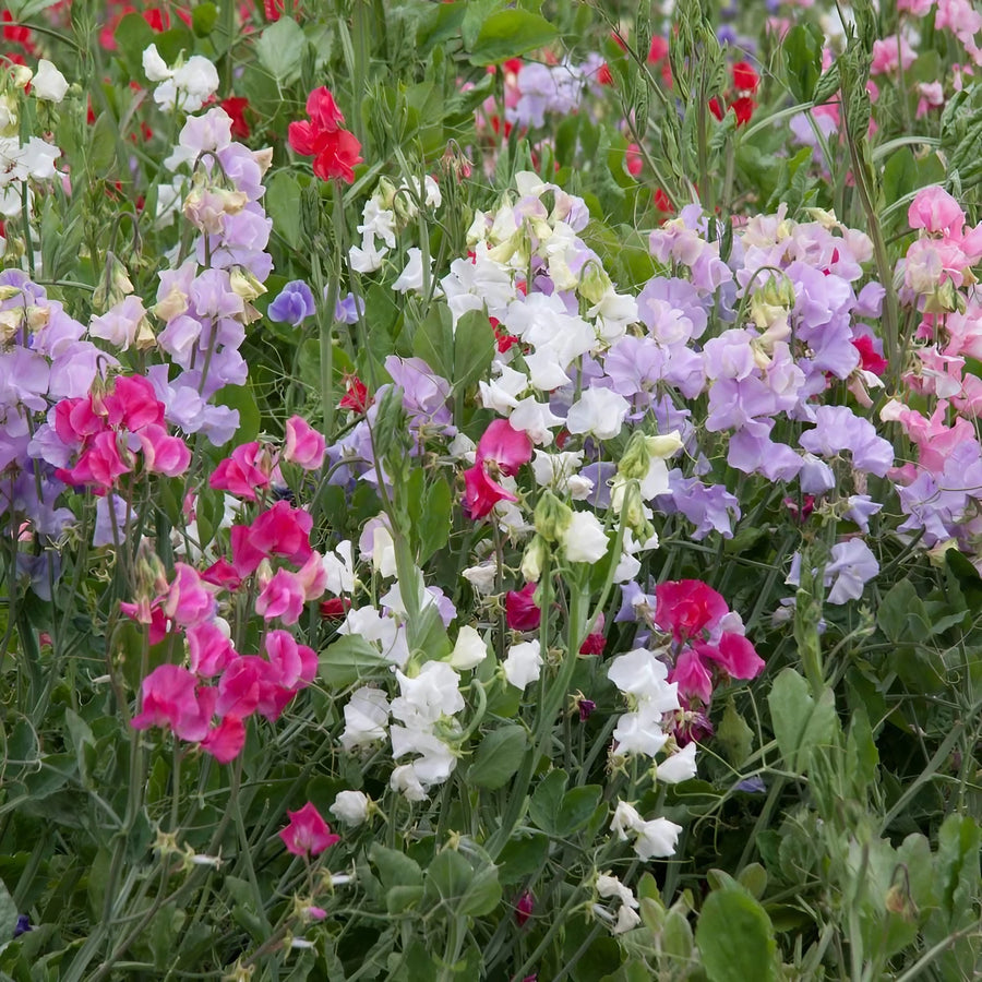 Sweet Pea Plants Mix Sweet Pea Plants Mix - 3 x 9cm Pots image3 1