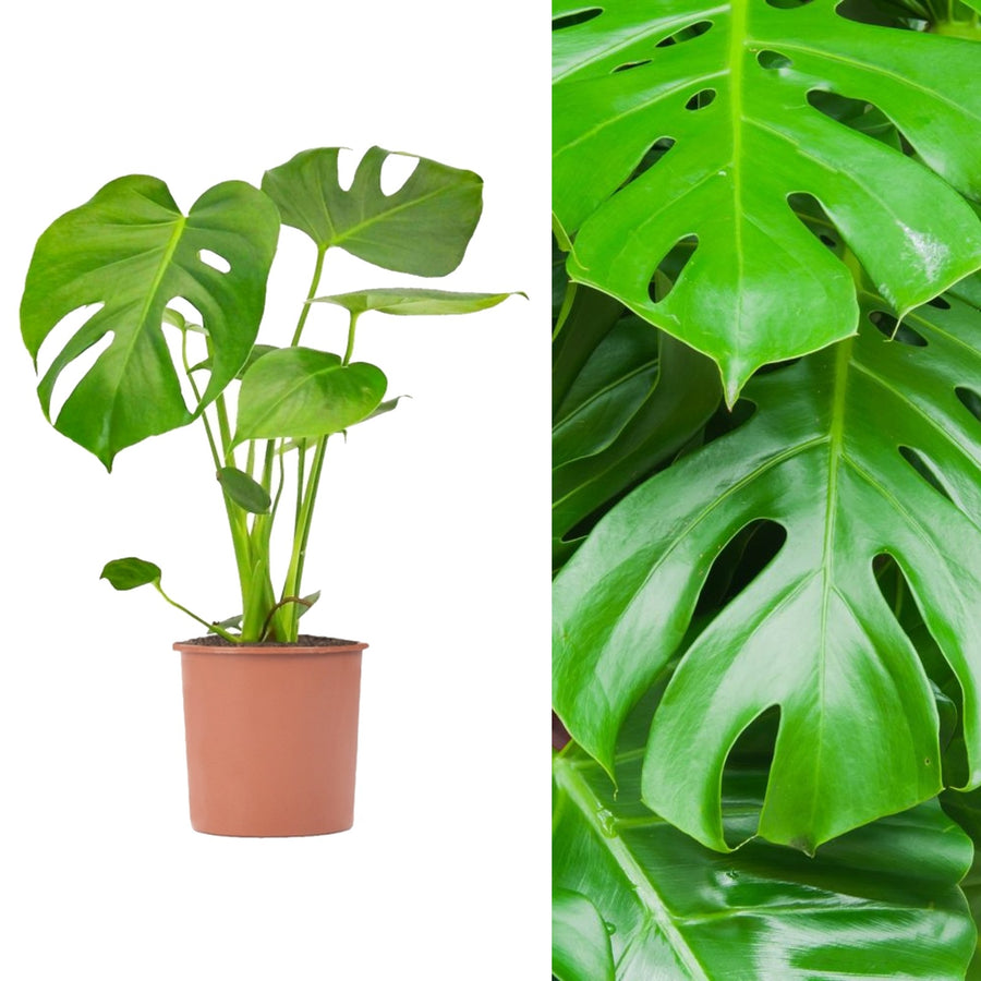 monstera plant uk Monstera Deliciosa