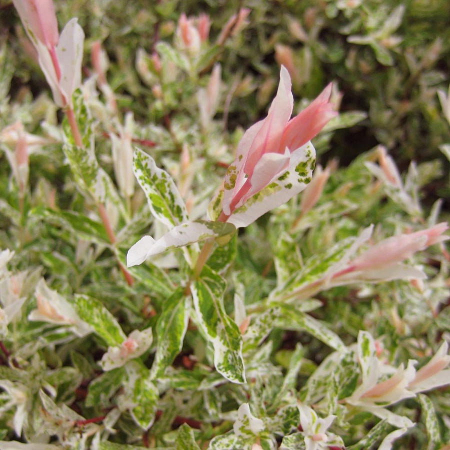 Flamingo Tree - Salix Integra 'Hakuro Nishiki' 60cm Tree 1342603251-18292200 3