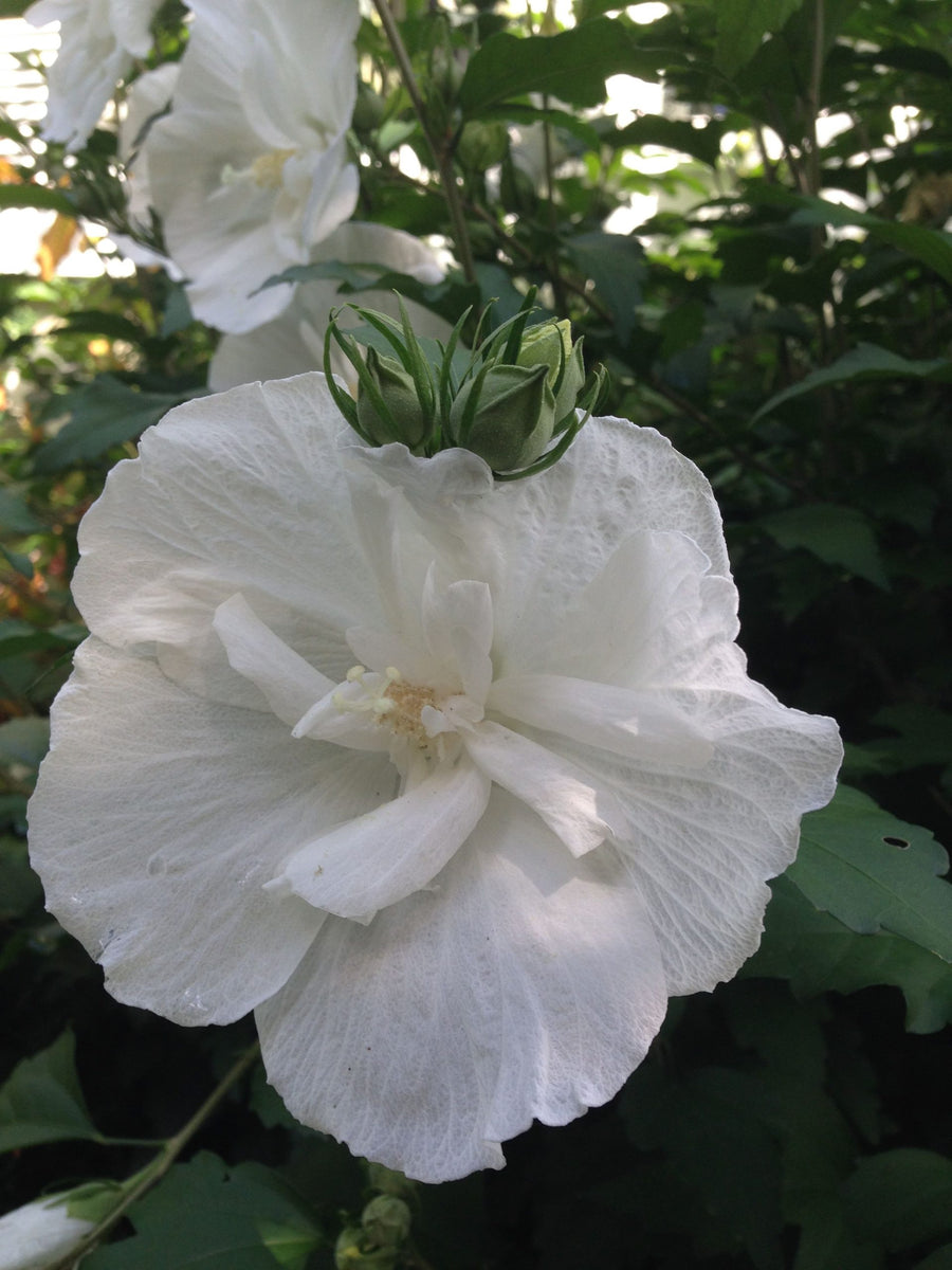 Hibiscus syriacus - Rose of Sharon - Chiffon 134da6ed7c75596b4e04d81df8554b5d 2