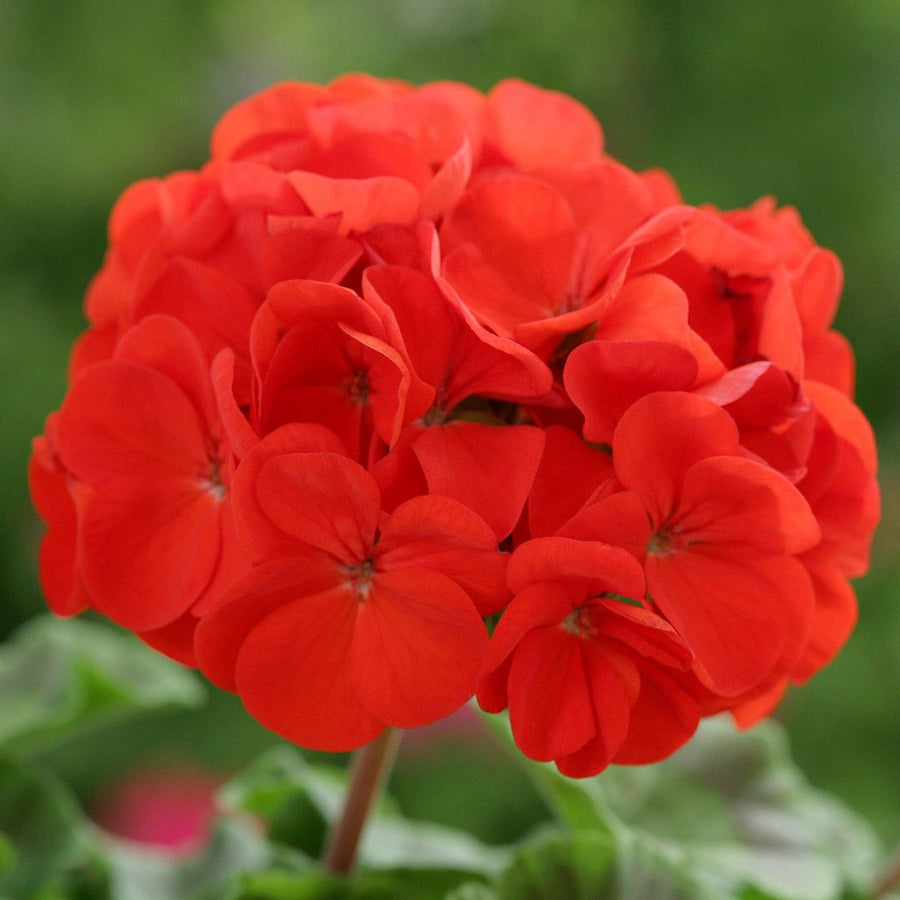 Geranium Plants - Mixed Colour  3