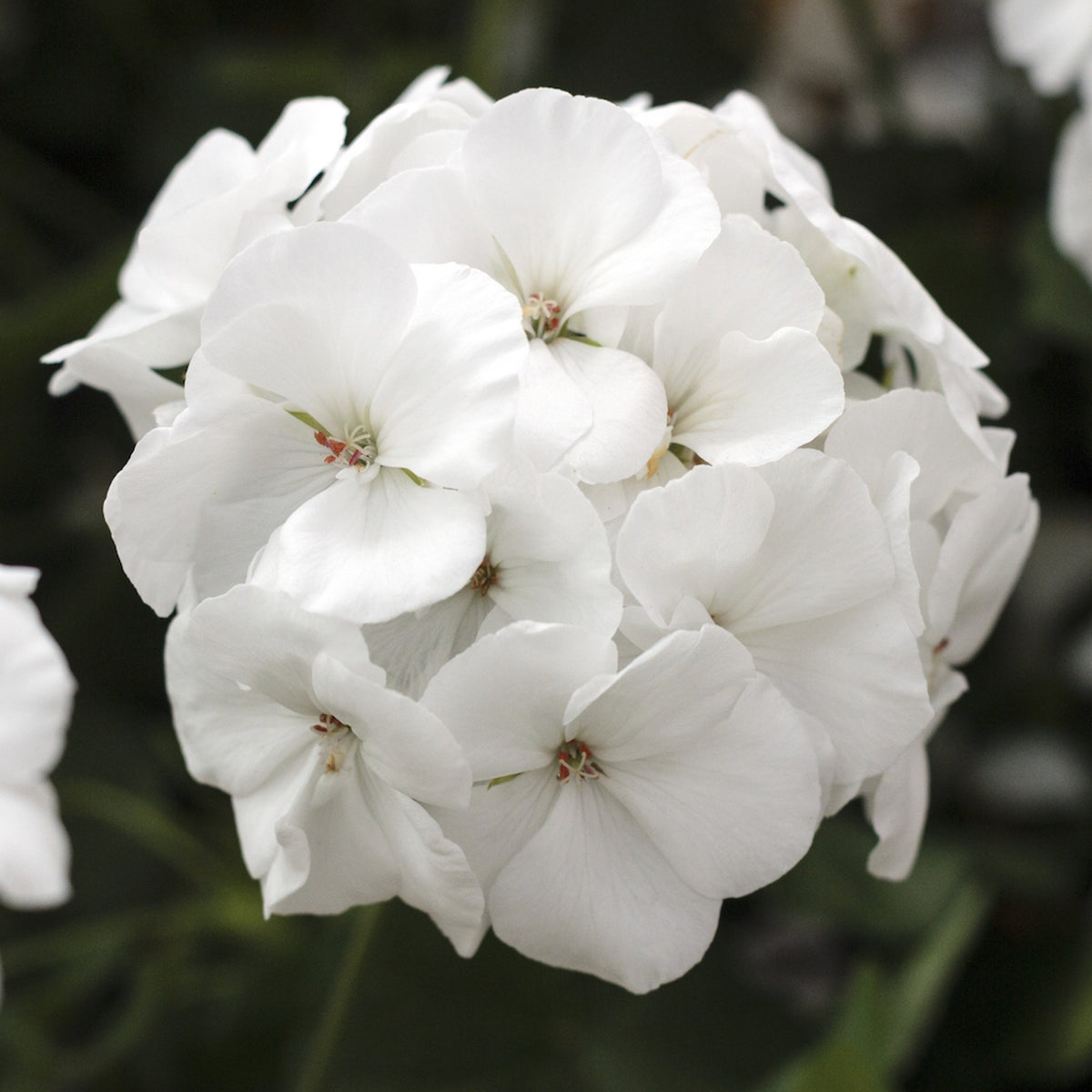 Geranium Plants - Mixed Colour  4