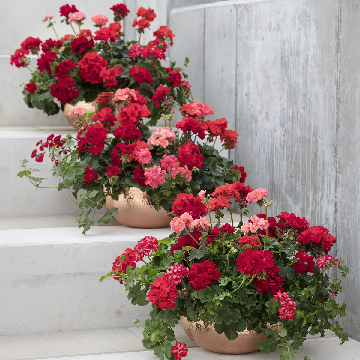 Geranium Plants - Mixed Colour  6