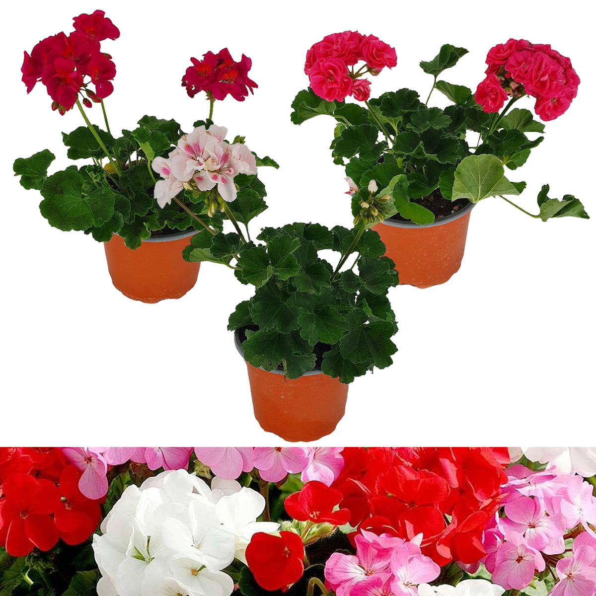 Geranium