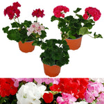 Geranium Plants - Mixed Colour  1