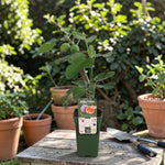 Brown Turkey Fig Tree - Ficus Carica  2
