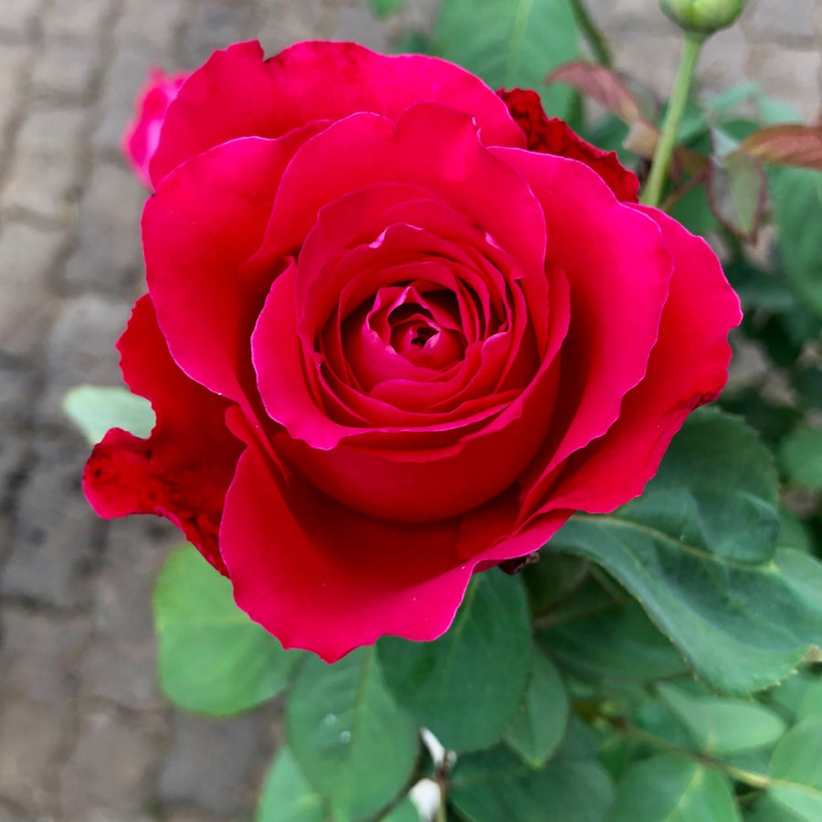 Red Rose Bush - Scarlet Queen 143038_rachellevdmerwe_1552923411_1080 1