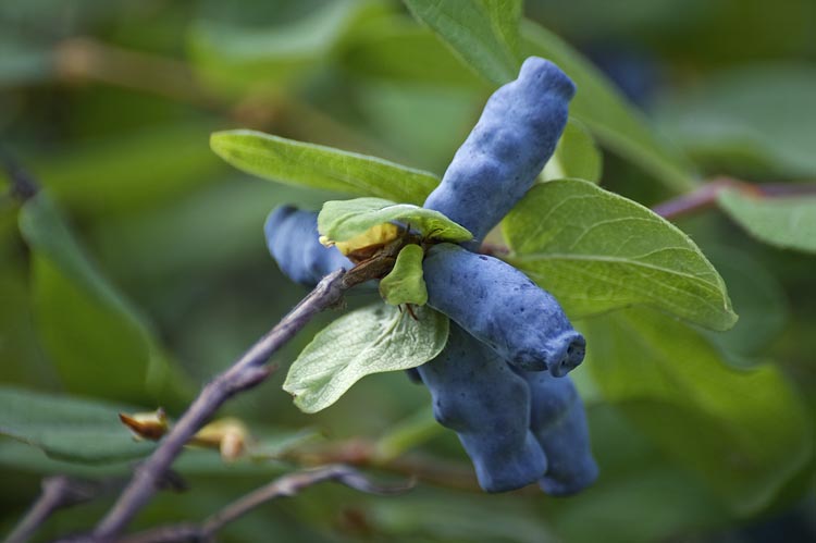 Lonicera caerulea 'Blue Moon' (Honeyberry) Lonicera caerulea 'Blue Moon' (Honeyberry) image3 3