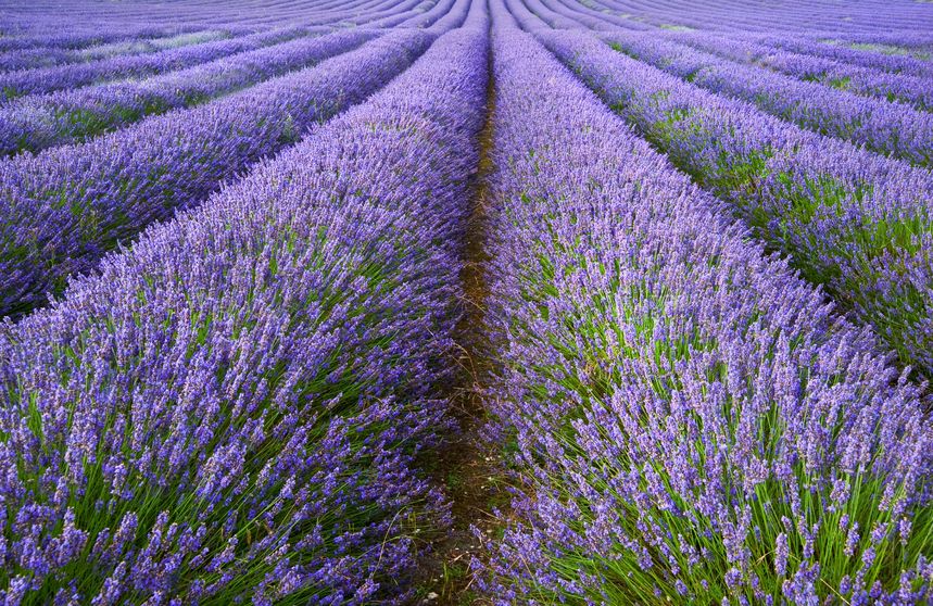 English Plant Lavandula Angustifolia
