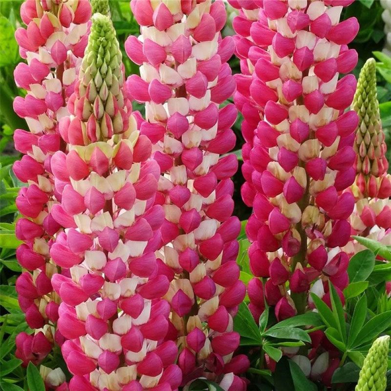 Lupin 'West Country' Plant Mix (2 Plants) Lupin 'West Country' Plant Mix (2 Plants) image2 1